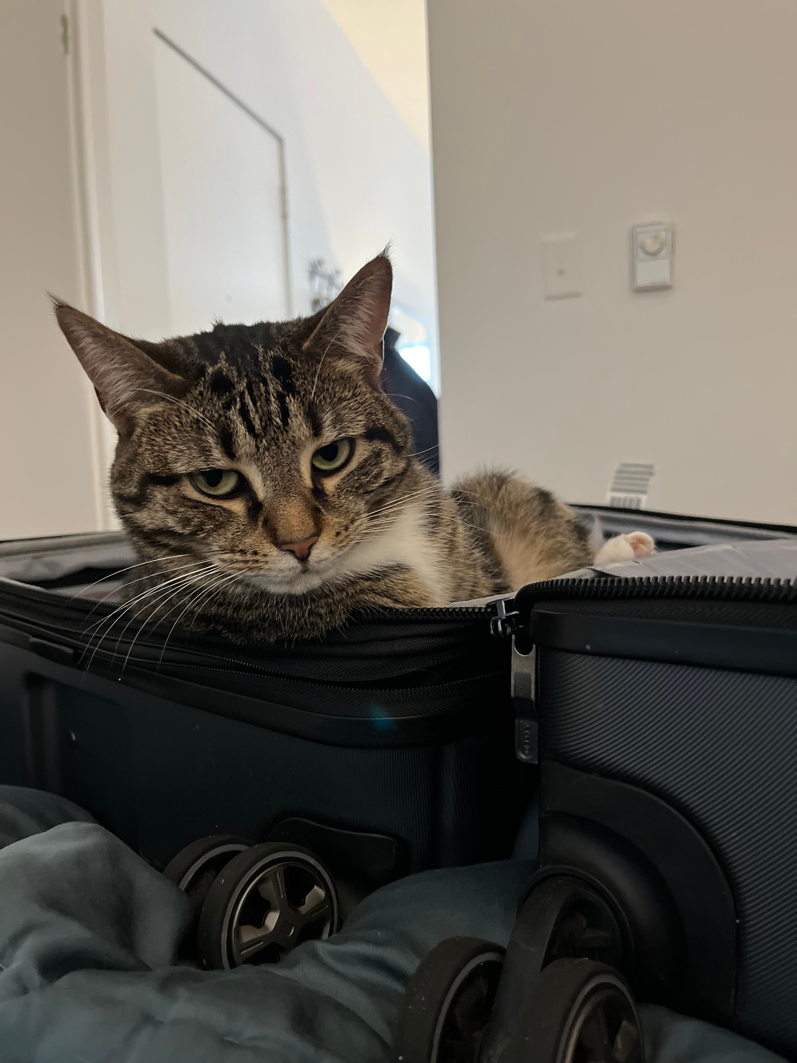 my cat linda being silly